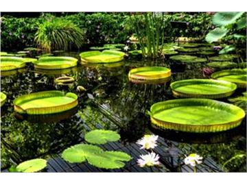 英國這些美麗的植物園，你去過幾個